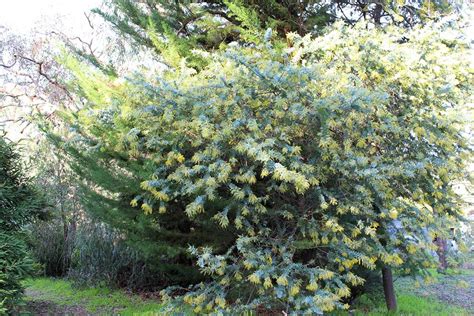 庭院樹|庭木におすすめの常緑樹38種！低木、中木、高木、花。